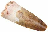 Fossil Spinosaurus Tooth - Real Dinosaur Tooth #226434-1